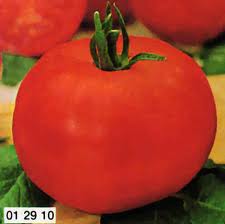 POMODORO ACE NR.200 SEMI